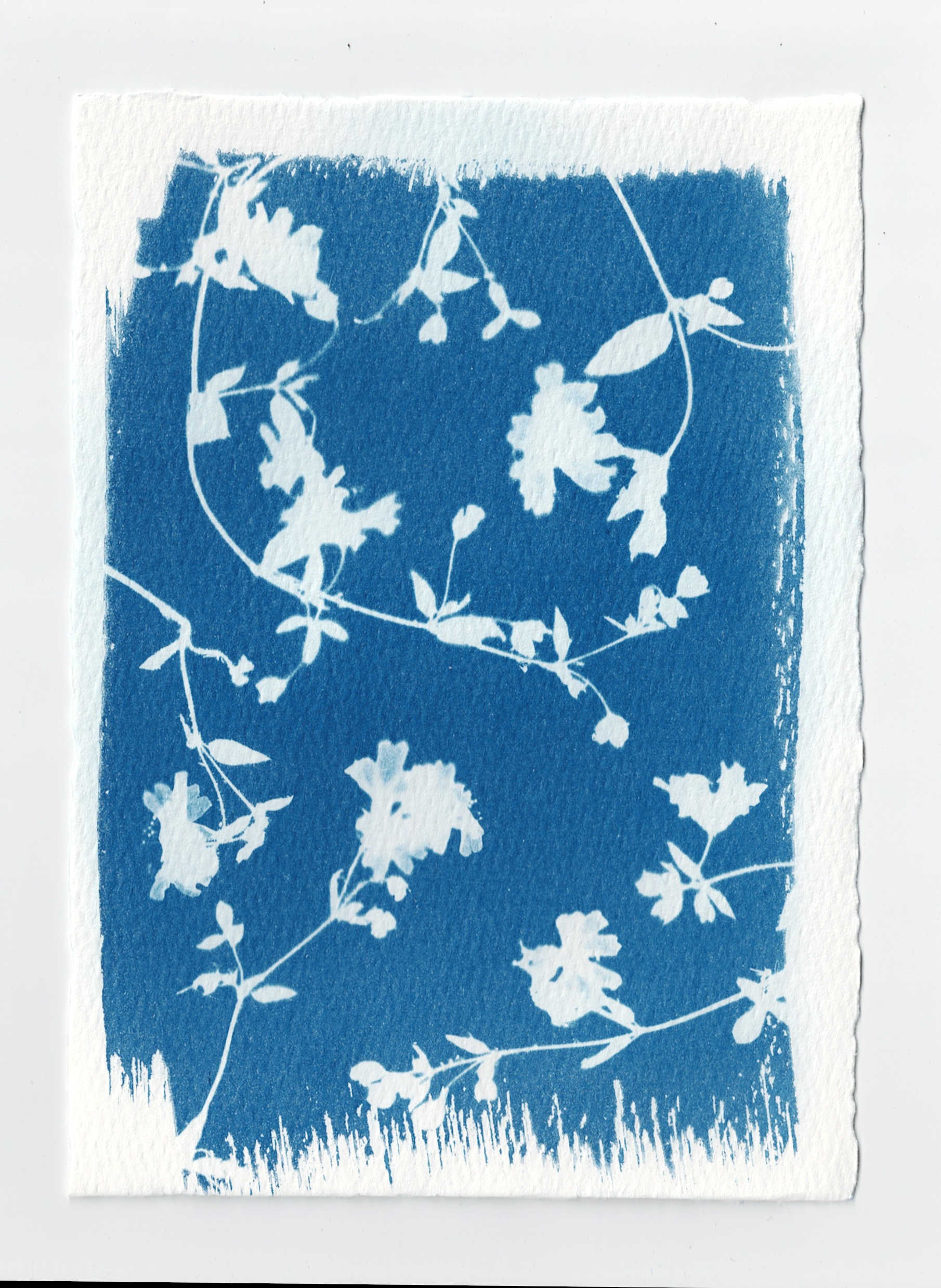 Trailing Four-o-Clock, 2025